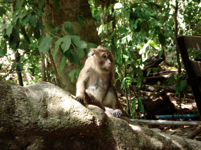 One of the guardians of the “Monkey Trail”