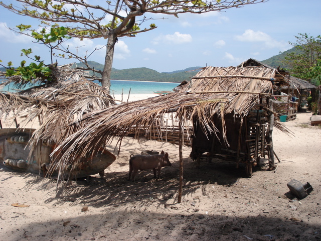 Piggy under the shade of his lodgings on a hot sunny day